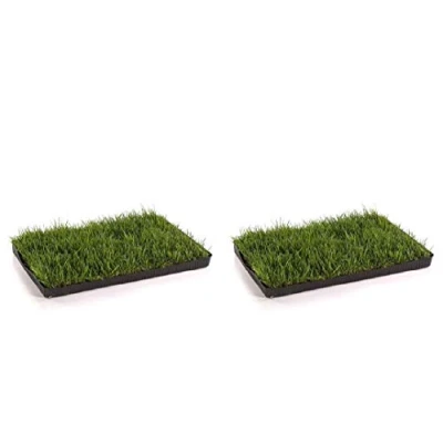 Abbildung von MIAU Katzengras fertig gewachsen 60x40cm sofort nutzbar, kein aussäen, Samen, sondern echtes Gras weich &amp; echt Katzen Grass für Katzenwiese Balkon Innenbereich (2er Pack)