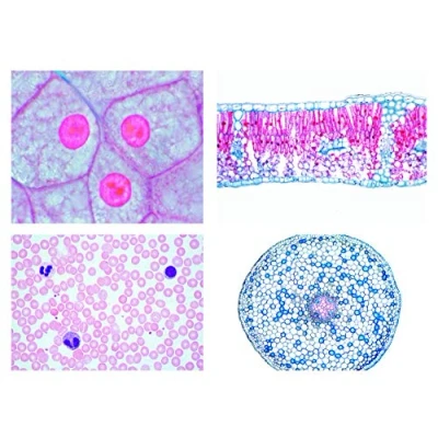 Abbildung von LIEDER Biologie Mikroskopie Mikropräparate Serien: Serie I. Zelle, Gewebe und Organe, 13 Präparate