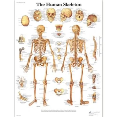 Abbildung von 3B Scientific 1001468 Lehrtafel: Das menschliche Skelett, laminiert, in Englisch