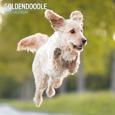 Abbildung von Goldendoodle Traditioneller Kalender 2024