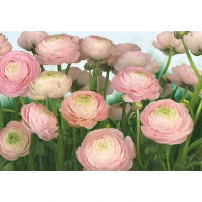 Abbildung von Komar Fototapete &quot;Gentle Rosé&quot;, 368x254 cm (Breite x Höhe), inklusive Kleister