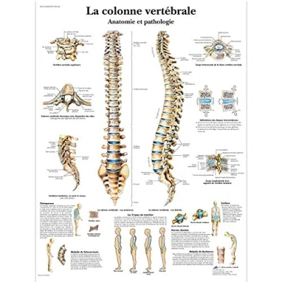Abbildung von 3B Scientific Lehrtaffel La colonne vertébrale Französisch