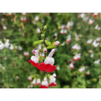 Abbildung von Salvia Microphylla &#039;Hot Lips&#039;