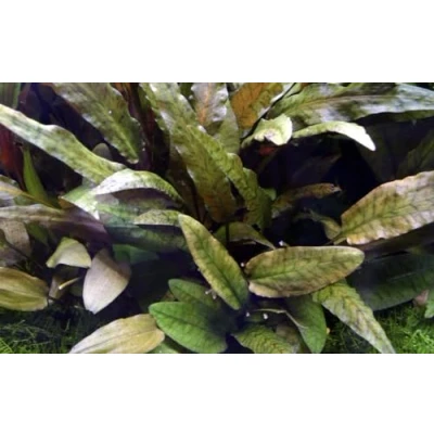 Abbildung von AquaOne Aquarium Pflanze Cryptocoryne wendtii I Wasserpflanze Aquariumpflanze Rosette voll durchwurzelt einfach pflegeleicht Aquascaping Dekoration