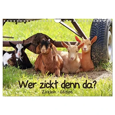 Abbildung von Wer zickt denn da? Zicklein Edition (Wandkalender 2025 DIN A4 quer), CALVENDO Monatskalender