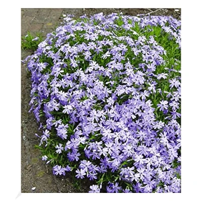 Abbildung von BALDUR Garten Blauer Teppich Phlox, 3 Pflanzen winterhart Polsterphlox Polster Flammenblume Polsterstauden Teppichphlox Moosphlox mehrjährig Phlox subulata, trockenresistent, bienenfreundlich, blühend