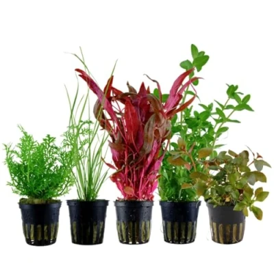 Abbildung von AquaOne Aquarium Pflanzen I 5X Wasserpflanzen Hintergrund Aquarienpflanzen Alternanthera Cyperus Ludwigia Bacopa Set mit 5 Hintergrundpflanzen