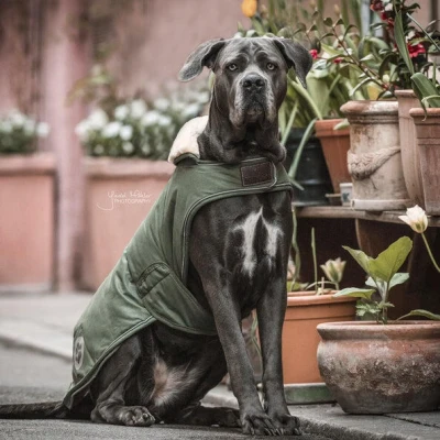 Abbildung von Kentucky Hundejacke Wasserdicht Olivgrün XXL Agradi.deVerkauft von Agradi