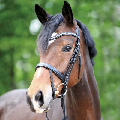 Abbildung von Kavalkade Trense Diana Englisch Schwarz Pony
