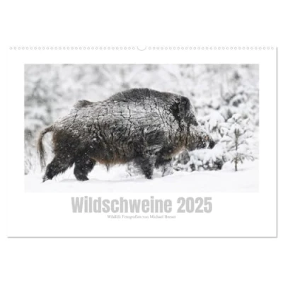 Abbildung von Wildschweine Wildlife Fotografien (Wandkalender 2025 DIN A2 quer), CALVENDO Monatskalender