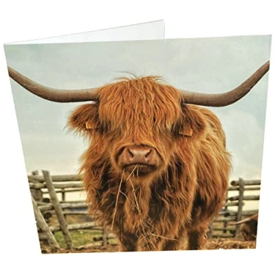Abbildung von Maturi Geburtstagskarte, Motiv Highland Cow, quadratisch, blanko