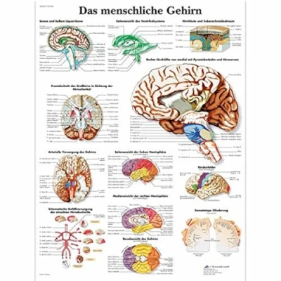 Abbildung von 3B Scientific Lehrtafel Das menschliche Gehirn, VR0615UU