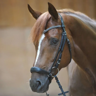 Abbildung von Kavalkade Trense Isabella Schwarz Warmblut