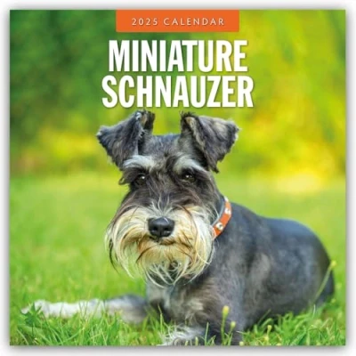 Abbildung von Miniature Schnauzer Zwergschnauzer 2025 16 Monatskalender: Original Red Robin Publishing Ltd Kalender [Mehrsprachig] [Kalender] (Wall Kalender)