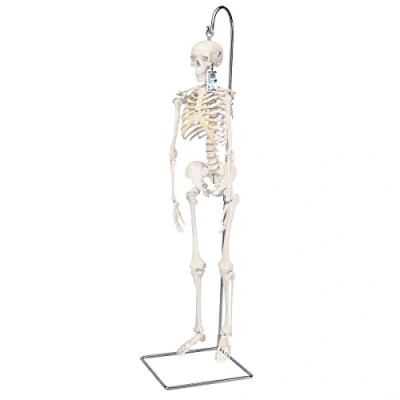 Abbildung von 3B Scientific Kleines menschliches Skelett, Modell „Shorty“, auf hängendem Ständer A18/1 + kostenlose Anatomie App Smart Anatomy