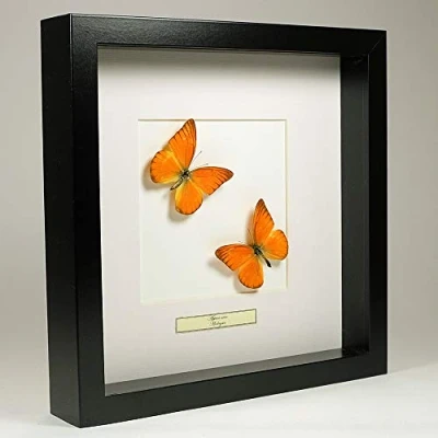 Abbildung von De Museumwinkel.com Appias Nero Oranje Albatros Schmetterling Echter präparierter montiert unter Glas in handgefertigten schwarzen Holzrahmen