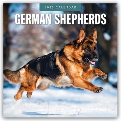 Abbildung von German Shepherds Deutscher Schäferhund 2025 16 Monatskalender: Original Red Robin Publishing Ltd Kalender [Mehrsprachig] [Kalender] (Wall Kalender)