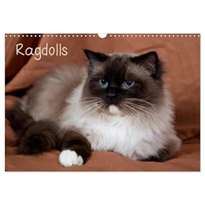 Abbildung von Ragdolls (Wandkalender 2025 DIN A3 quer), CALVENDO Monatskalender