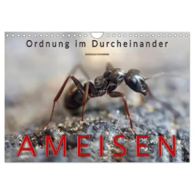 Abbildung von Ameisen Ordnung im Durcheinander (Wandkalender 2025 DIN A4 quer), CALVENDO Monatskalender