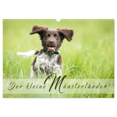Abbildung von Der kleine Münsterländer (Wandkalender 2025 DIN A3 quer), CALVENDO Monatskalender