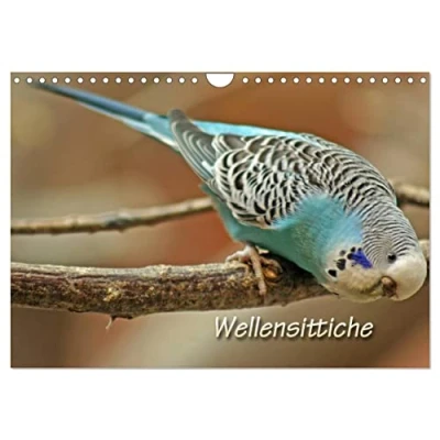 Abbildung von Wellensittiche (Wandkalender 2025 DIN A4 quer), CALVENDO Monatskalender