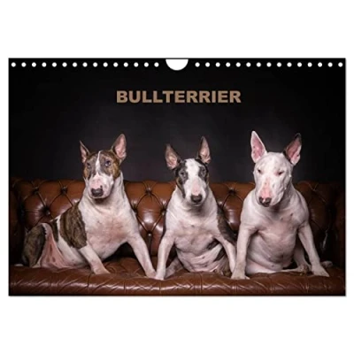 Abbildung von Bullterrier (Wandkalender 2025 DIN A4 quer), CALVENDO Monatskalender