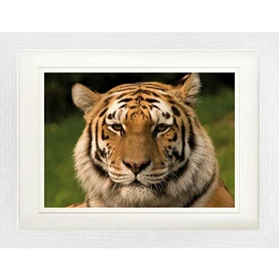 Abbildung von 1art1 Raubkatzen Poster Sibirischer Tiger Gerahmtes Bild Mit Edlem Passepartout Wand Bilder Im Bilderrahmen 40x30 cm