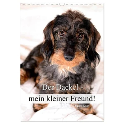 Abbildung von Der Dackel mein kleiner Freund (Wandkalender 2025 DIN A3 hoch), CALVENDO Monatskalender