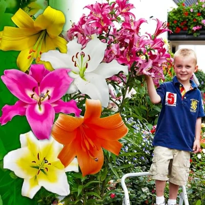 Abbildung von Riesen Lilien Zwiebeln Baum Kollektion, Packung mit 15 Stück in 5 Sorten und Farben, Winterharte Blumenzwiebeln Mischung aus Holland zum Garten Pflanzen (große Knollen, kein Samen, nicht künstlich)