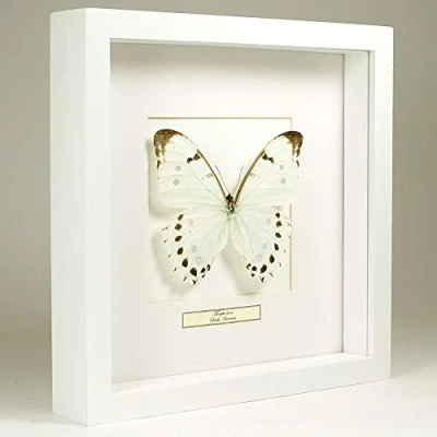 Abbildung von De Museumwinkel.com Morpho Luna weißer Morphofalter Echter präparierter Schmetterling montiert unter Glas in handgefertigten Holzrahmen