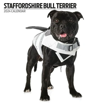 Abbildung von Staffordshire Bull Terrier Moderner Kalender 2024
