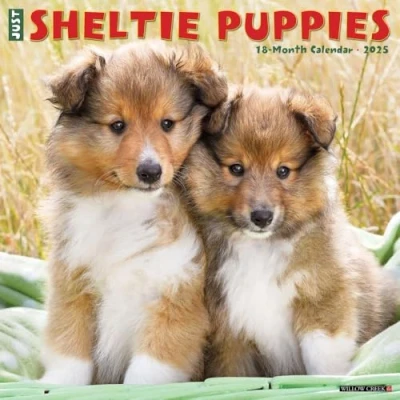 Abbildung von Just Sheltie Puppies 2025 12 X Wall Calendar