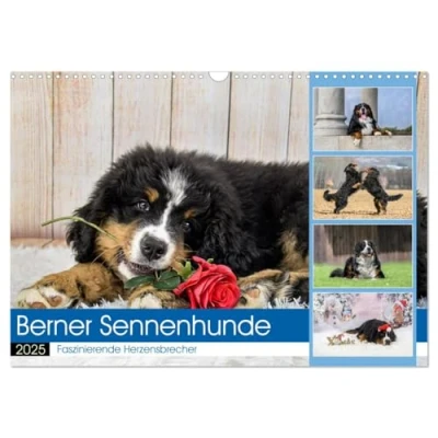Abbildung von Berner Sennenhunde Faszinierende Herzensbrecher (Wandkalender 2025 DIN A3 quer), CALVENDO Monatskalender