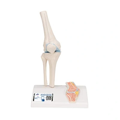 Abbildung von 3B Scientific Menschliche Anatomie Mini Kniegelenkmodell mit Querschnitt + kostenlose App Smart Anatomy, A85/1