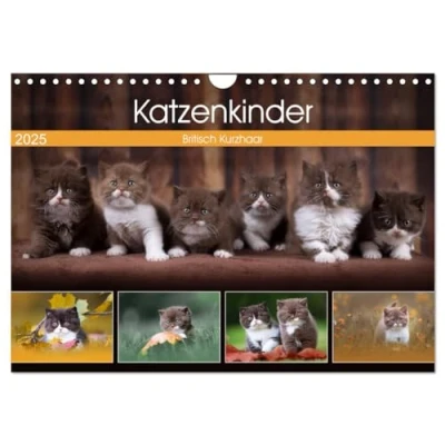 Abbildung von Katzenkinder Britisch Kurzhaar (Wandkalender 2025 DIN A4 quer), CALVENDO Monatskalender