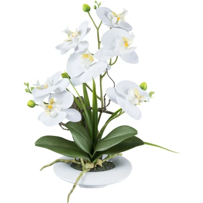 Abbildung von Creativ green Kunstorchidee &quot;Orchidee Phalaenopsis&quot;, in außergewöhnlicher Keramikschale