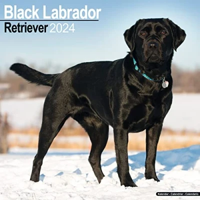Abbildung von Black Labrador Retriever Schwarzer 2024 16 Monatskalender: Original Avonside Kalender [Mehrsprachig] [Kalender] (Wall Kalender)