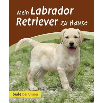 Abbildung von Mein Labrador Retriever zu Hause