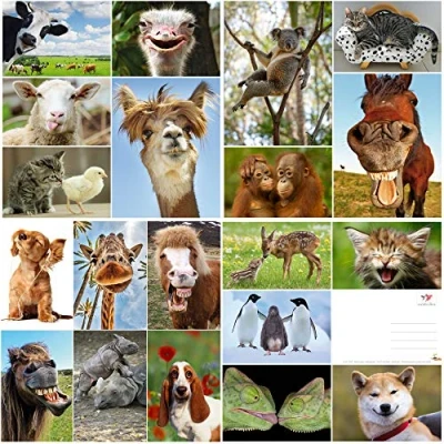 Abbildung von Edition Colibri Tier Postkarten Set 20 Lustige &amp; Niedliche aus aller Welt Perfekt für Kinder, Freunde, Teamgeschenke Postcrossing Handgemacht, Made in Germany, Nachhaltig produziert