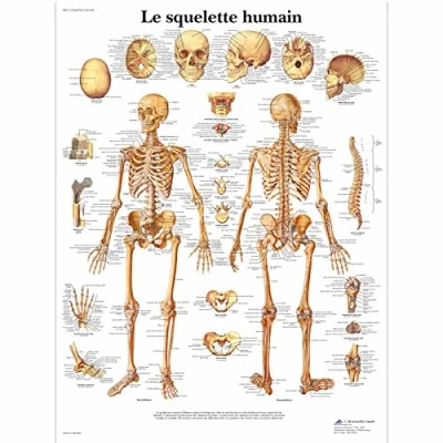 Abbildung von 3B Scientific Board, 1