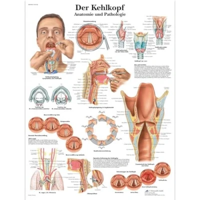 Abbildung von 3B Scientific Lehrtafel Der Kehlkopf, VR0248UU