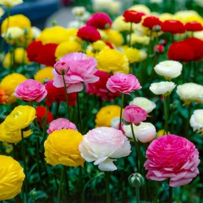 Abbildung von Ranunkeln Mehrfarbig 50 Blumenzwiebeln Asiatische Hahnenfuß Mischung in 5 Farben Niederländische Qualität Für Garten, Töpfe und Balkon