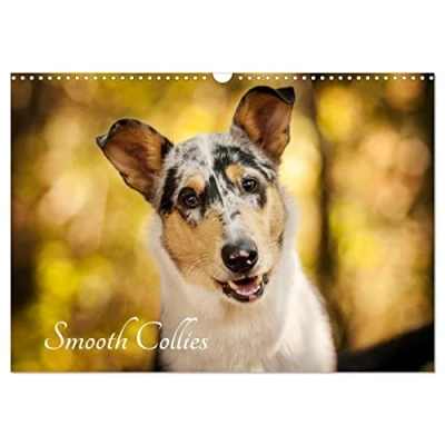 Abbildung von Smooth Collies (Wandkalender 2025 DIN A3 quer), CALVENDO Monatskalender