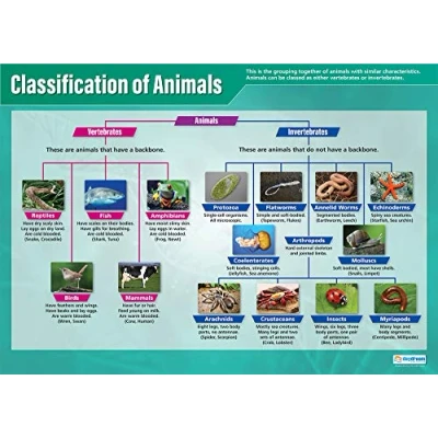 Abbildung von Daydream Education Klassifizierung der Tiere, Wissenschaftsposter, Glanzpapier, Maße 850 mm x 594 (A1), Wissenschaftsdiagramme für das Klassenzimmer, Lernposter (evtl. nicht in deutscher Sprache)
