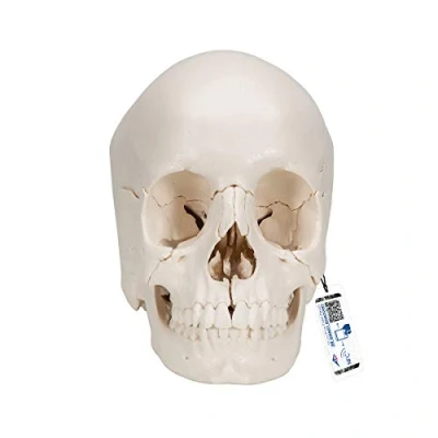 Abbildung von 3B Scientific Menschliche Anatomie Steckschädel Modell, in 22 Knochen zerlegbar + kostenlose App Smart Anatomy, A290