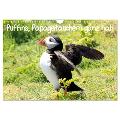 Abbildung von Puffins, Papageitauchern ganz nah (Wandkalender 2025 DIN A4 quer), CALVENDO Monatskalender