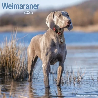 Abbildung von Weimaraner 2025 16 Monatskalender: Original Avonside Kalender [Mehrsprachig] [Kalender] (Wall Kalender)