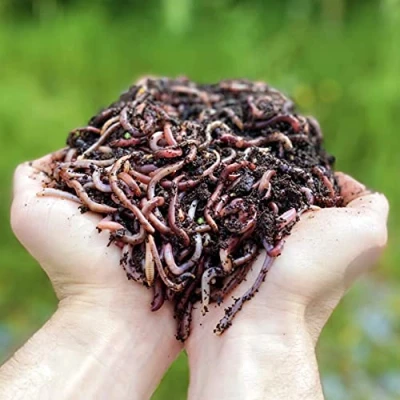 Abbildung von 1,000 Stk. Kompostwürmer (500g) Regenwürmer Eisenia, kompostieren Sie Ihren organischen Abfall Für Vermicomposter/Komposter/Garten
