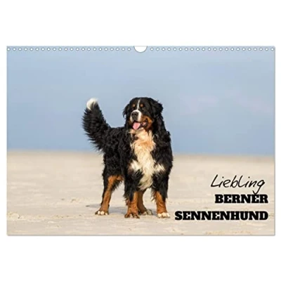Abbildung von Liebling BERNER SENNENHUND (Wandkalender 2025 DIN A3 quer), CALVENDO Monatskalender