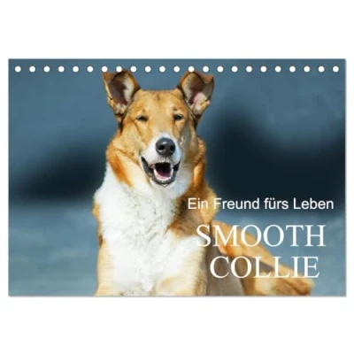 Abbildung von Ein Freund fürs Leben Smooth Collie (Tischkalender 2025 DIN A5 quer), CALVENDO Monatskalender